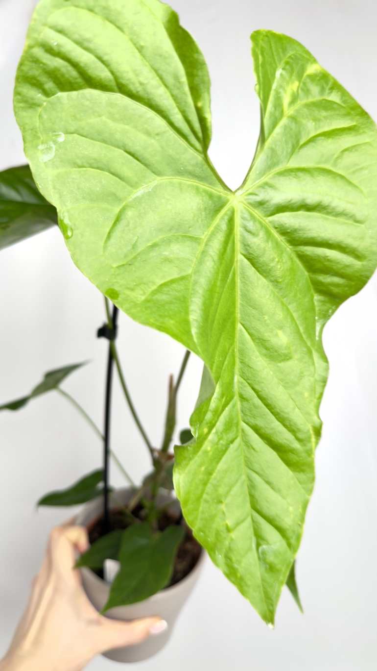 Anthurium Balaonanum