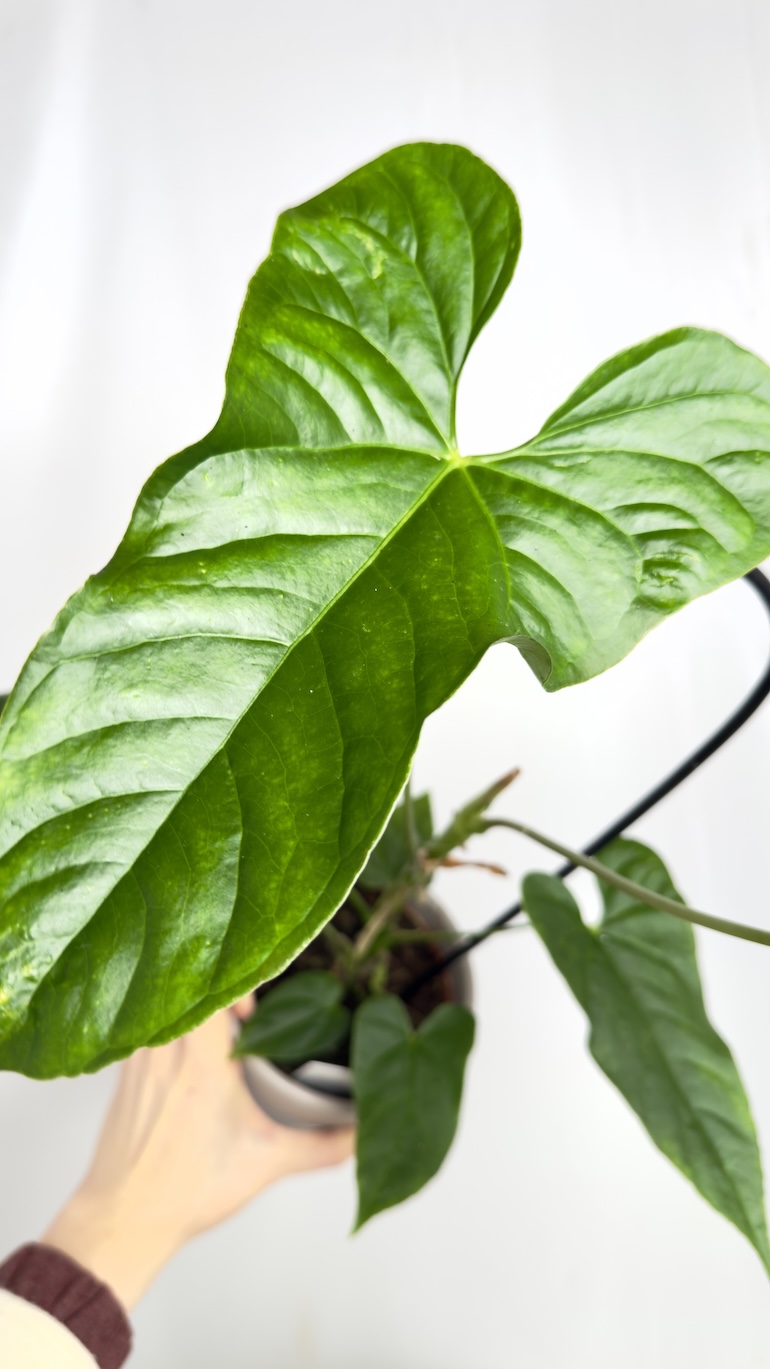 Anthurium Balaonanum