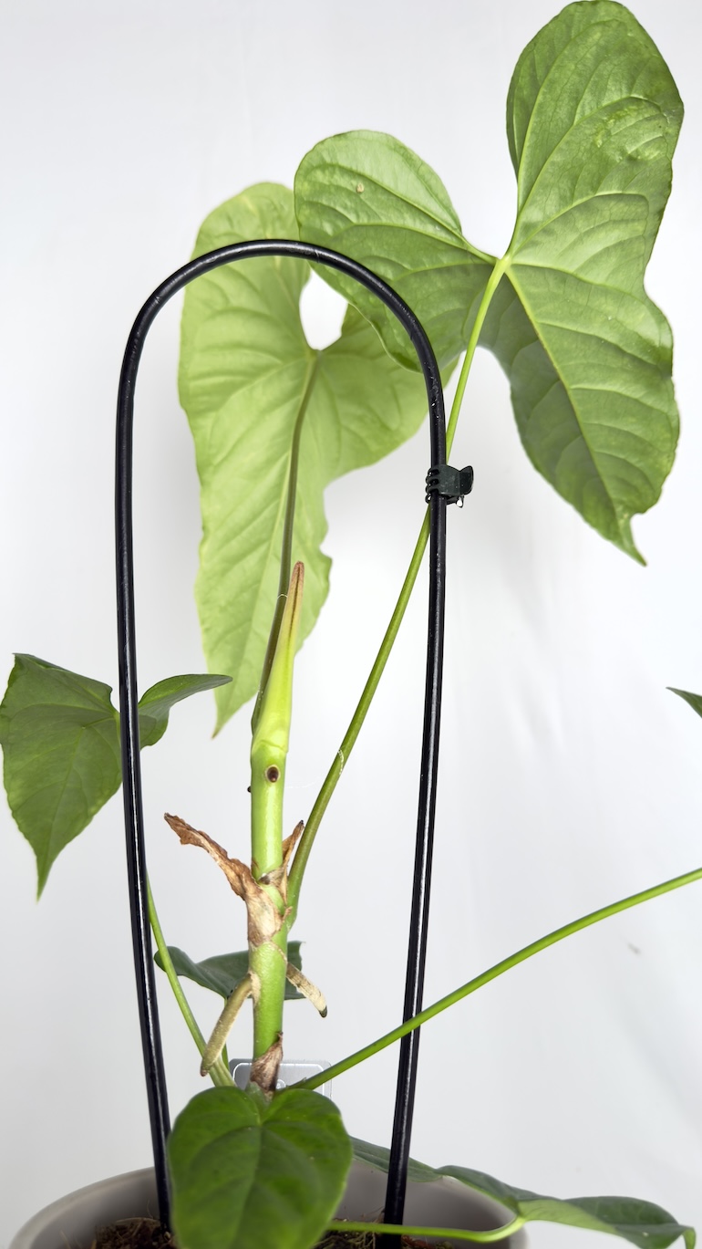 Anthurium Balaonanum