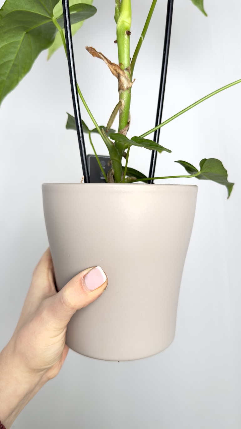 Anthurium Balaonanum
