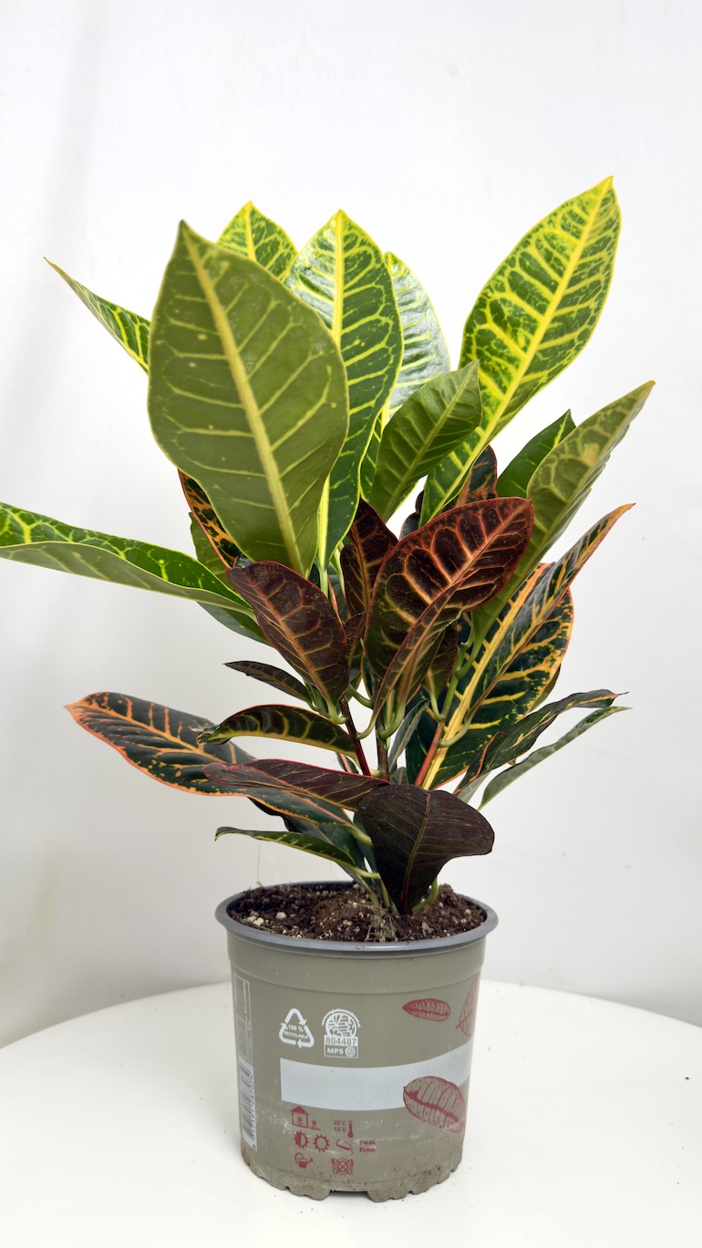 Codiaeum variegatum Petra