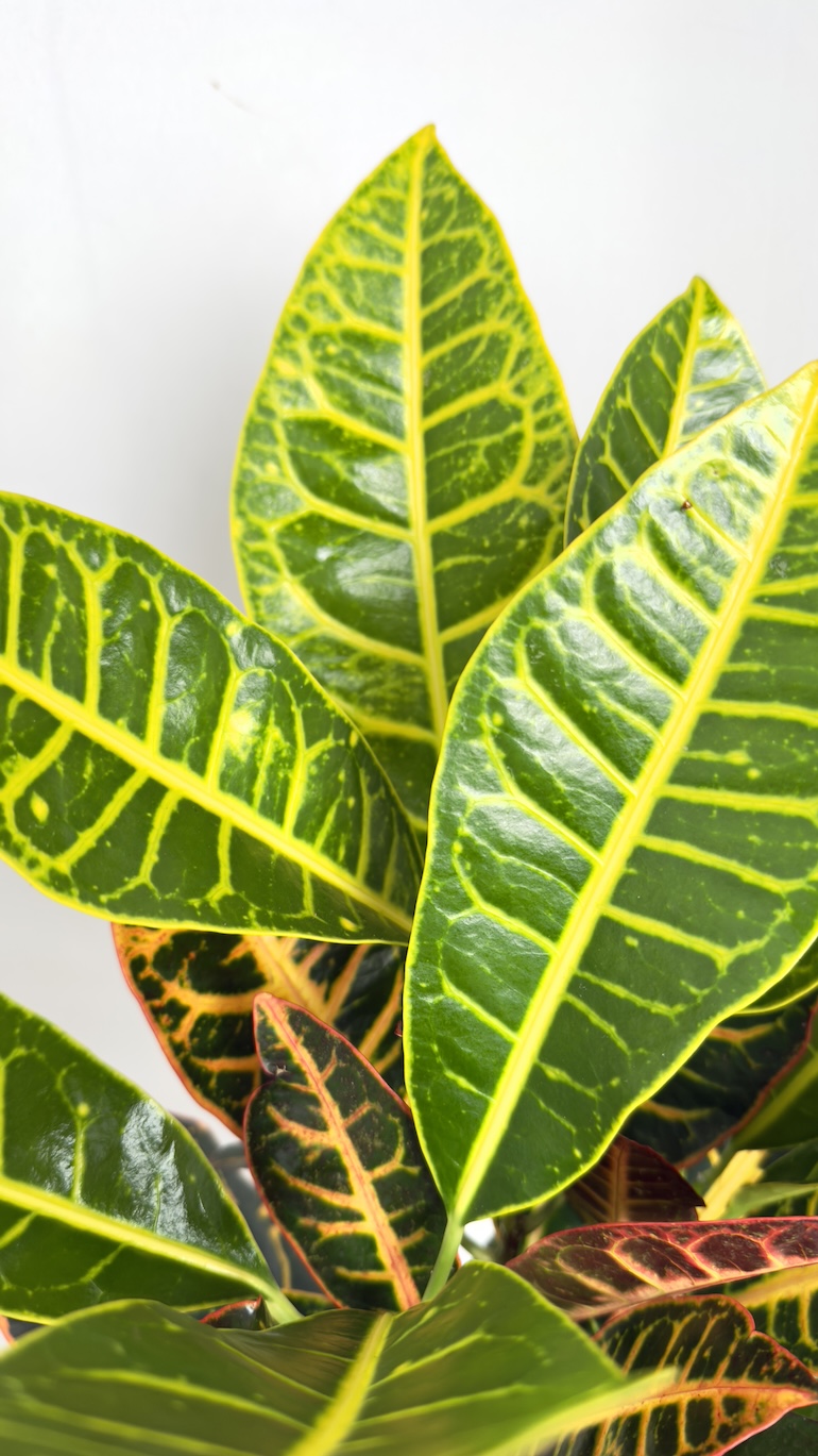 Codiaeum variegatum Petra