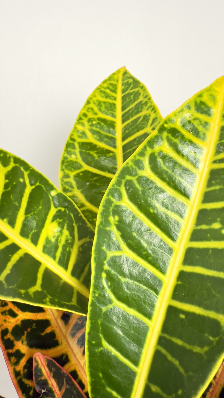 Codiaeum variegatum Petra