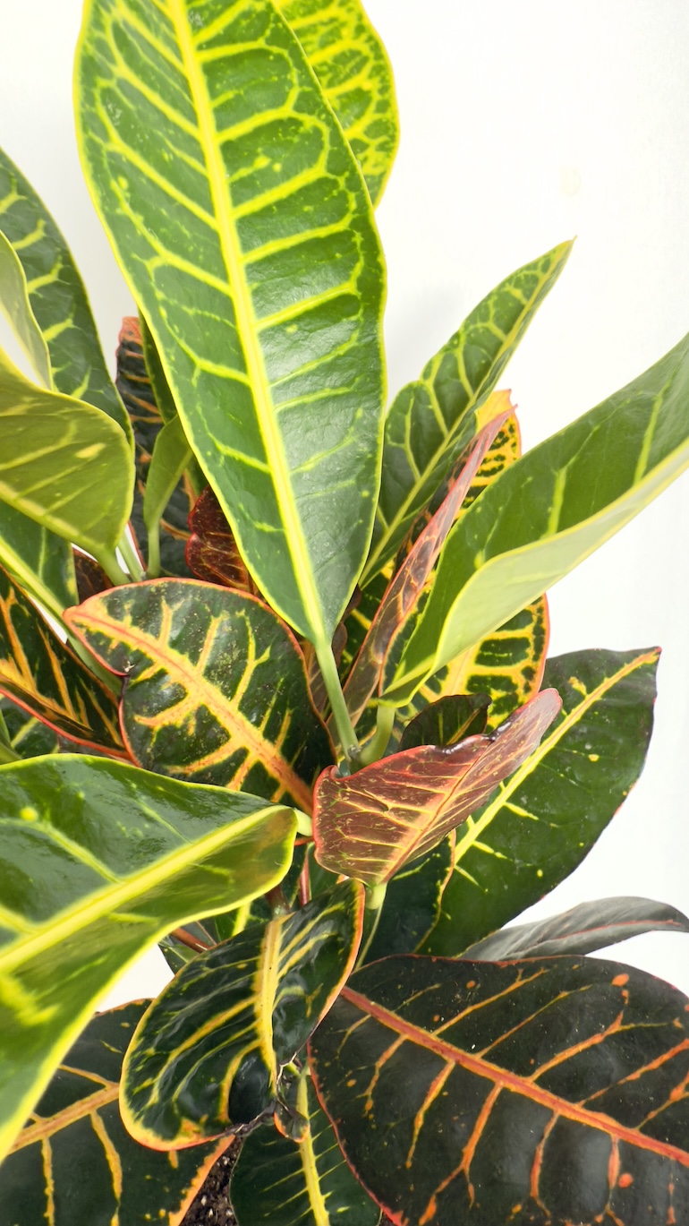 Codiaeum variegatum Petra