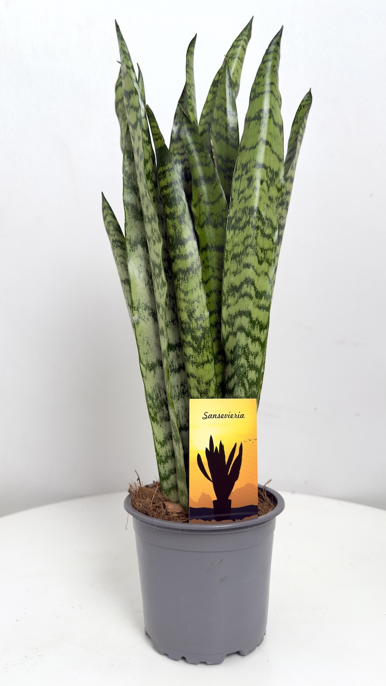 Sansevieria trifasciata Zeylanica