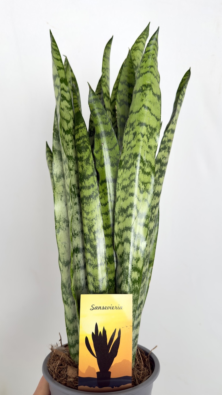 Sansevieria trifasciata Zeylanica