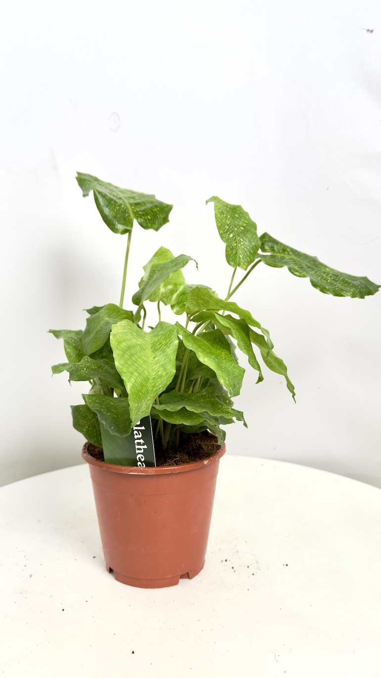 Calathea Network