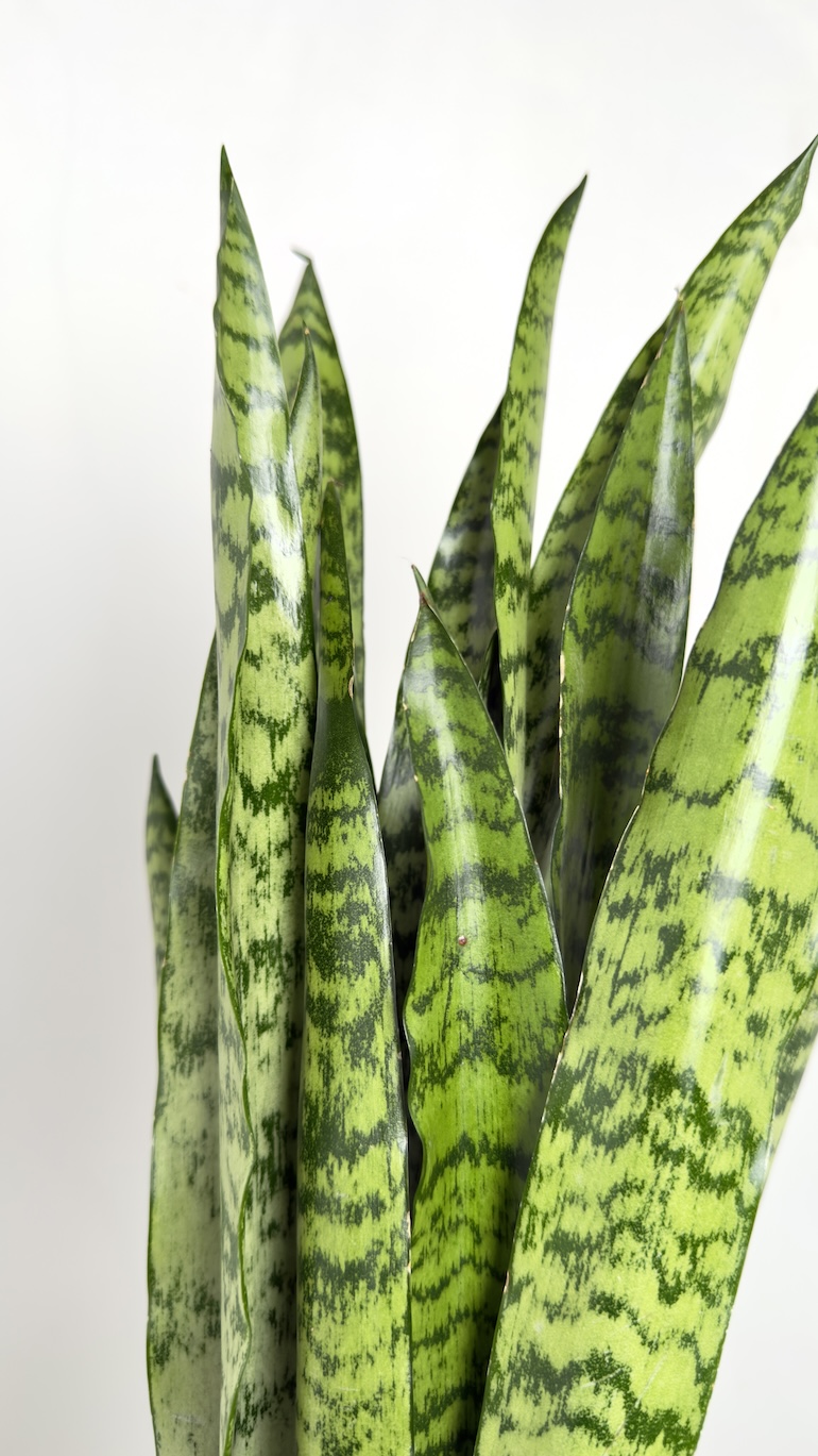 Sansevieria trifasciata Zeylanica
