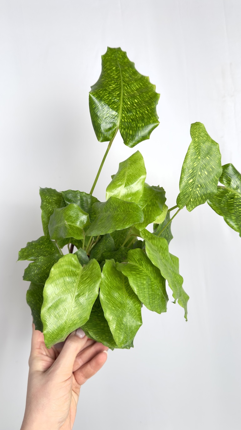 Calathea Network