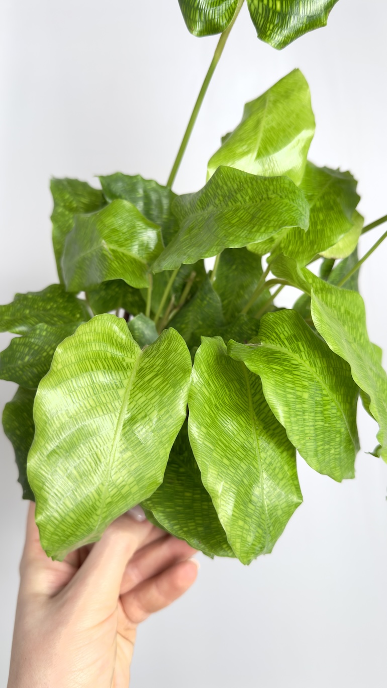 Calathea Network