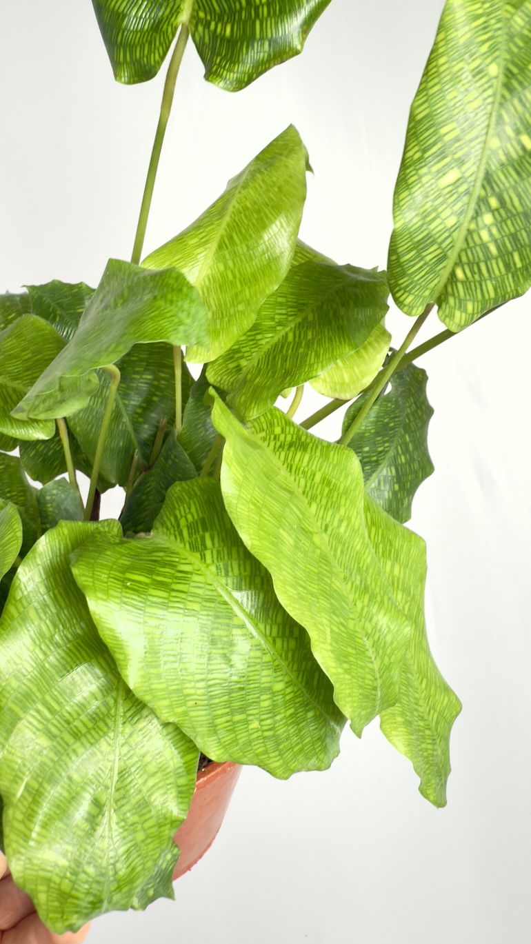 Calathea Network