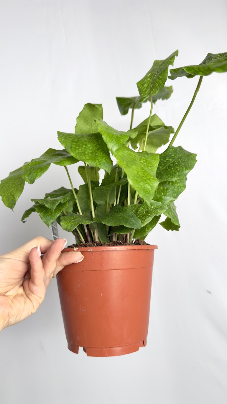 Calathea Network
