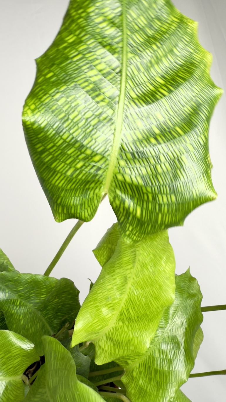 Calathea Network