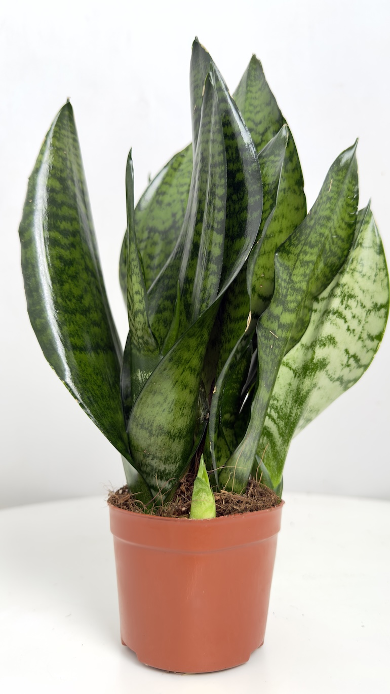 Sansevieria trifasciata Super Green