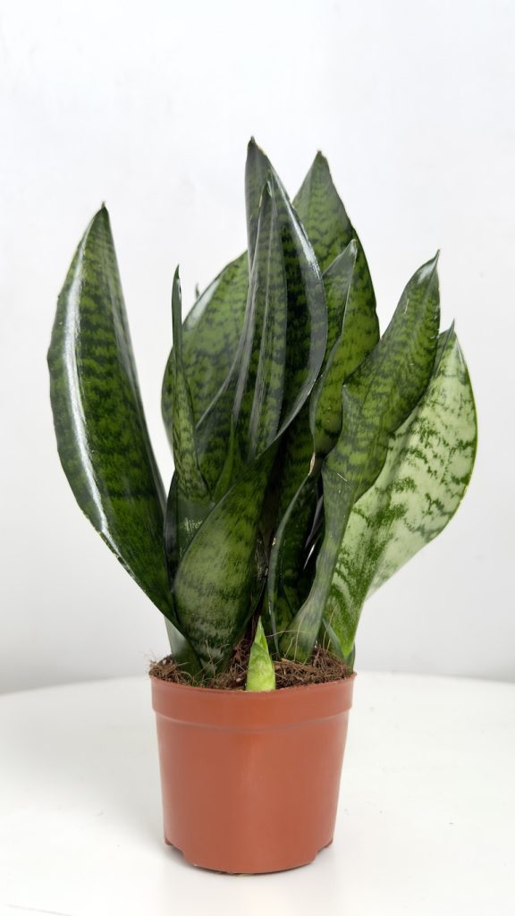 Sansevieria super green
