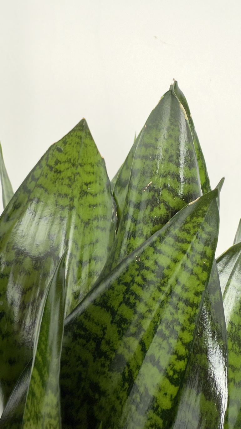 Sansevieria trifasciata Super Green
