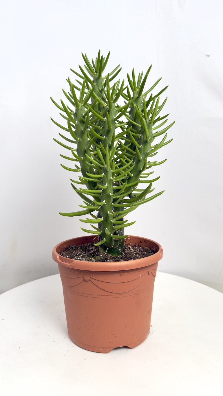Opuntia Subulata Monstrosa