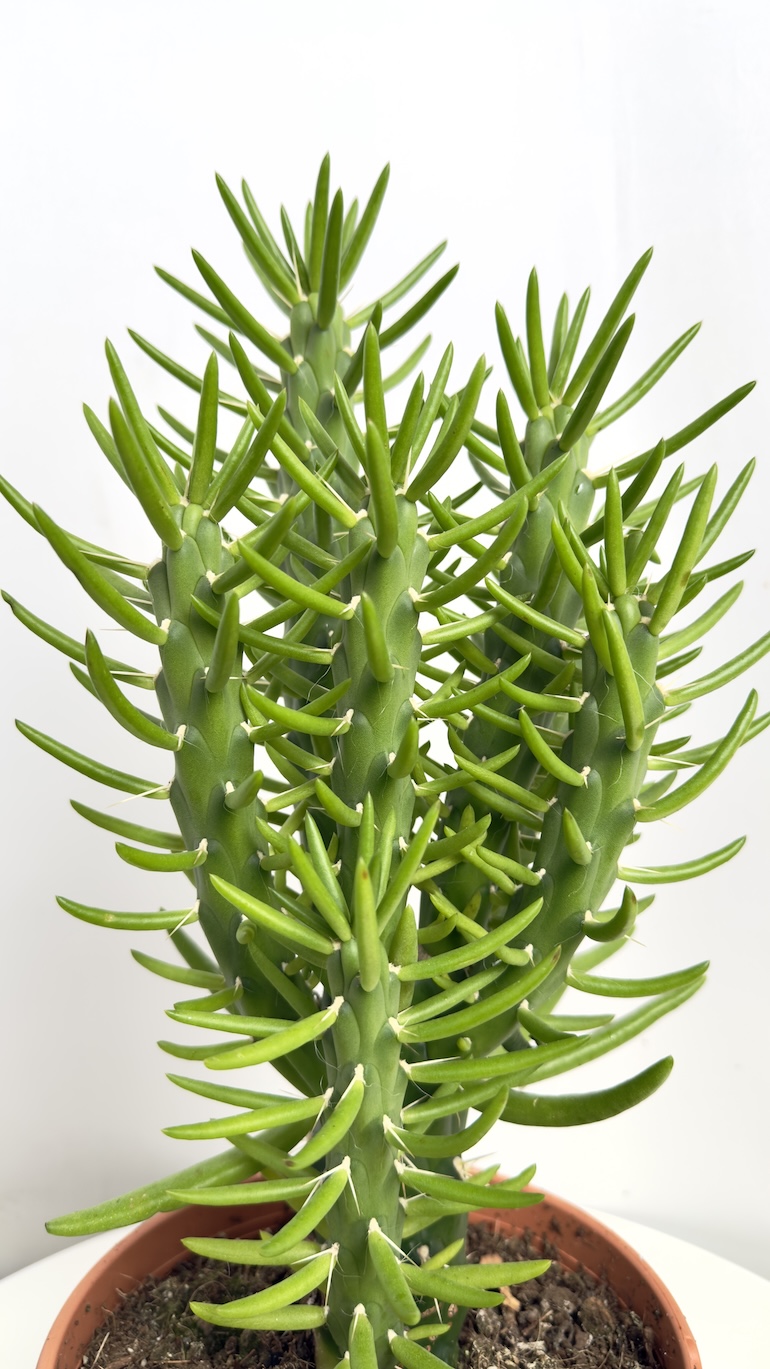 Opuntia Subulata Monstrosa