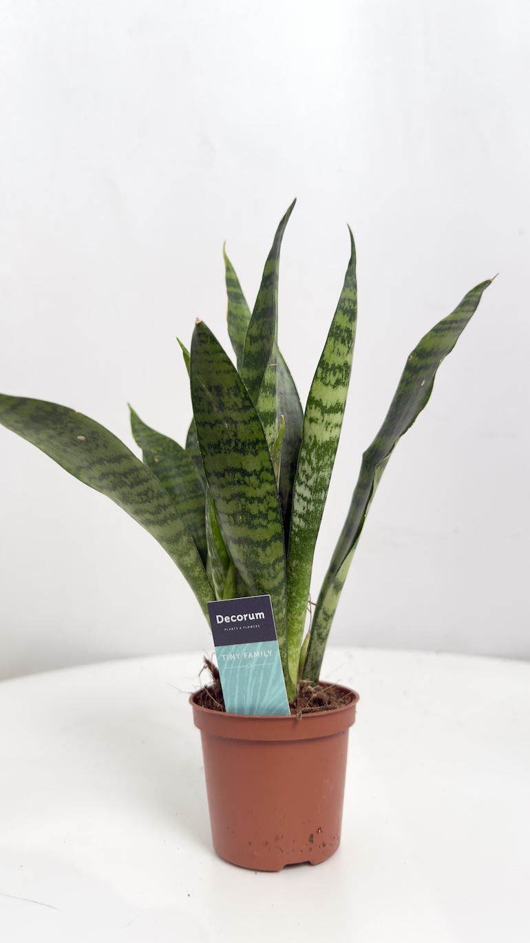 Sansevieria trifasciata Black Coral