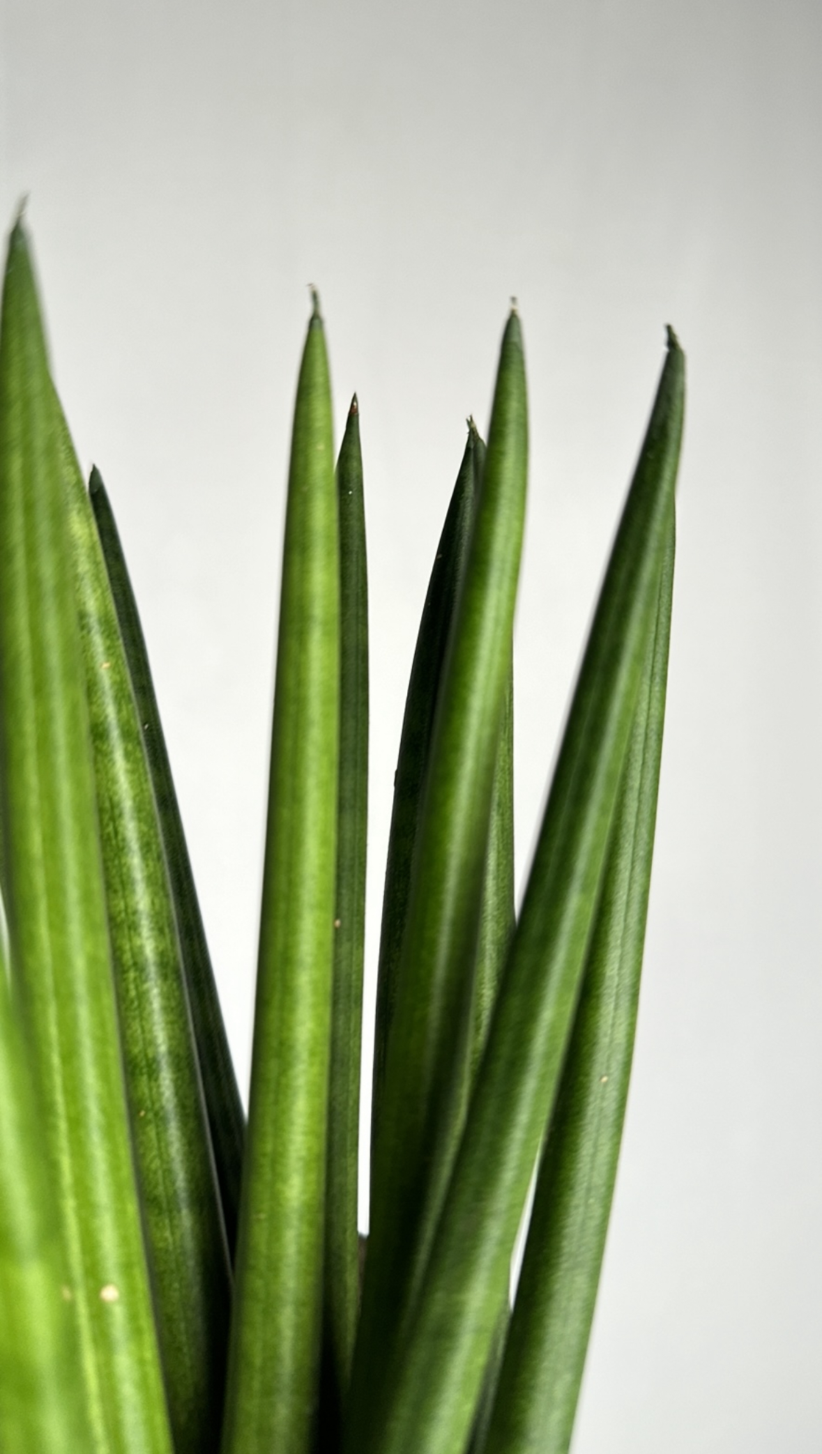 Sansevieria Cylindrica Fan
