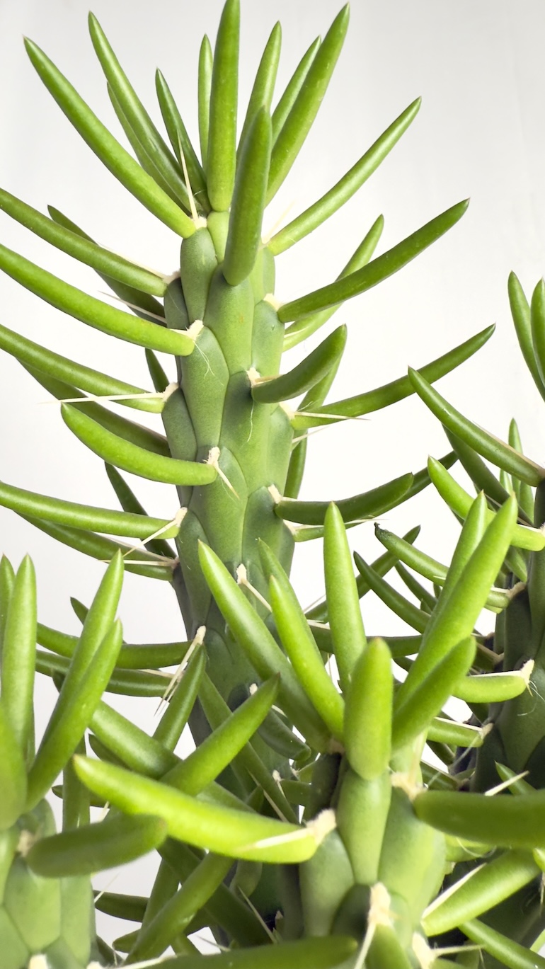 Opuntia Subulata Monstrosa