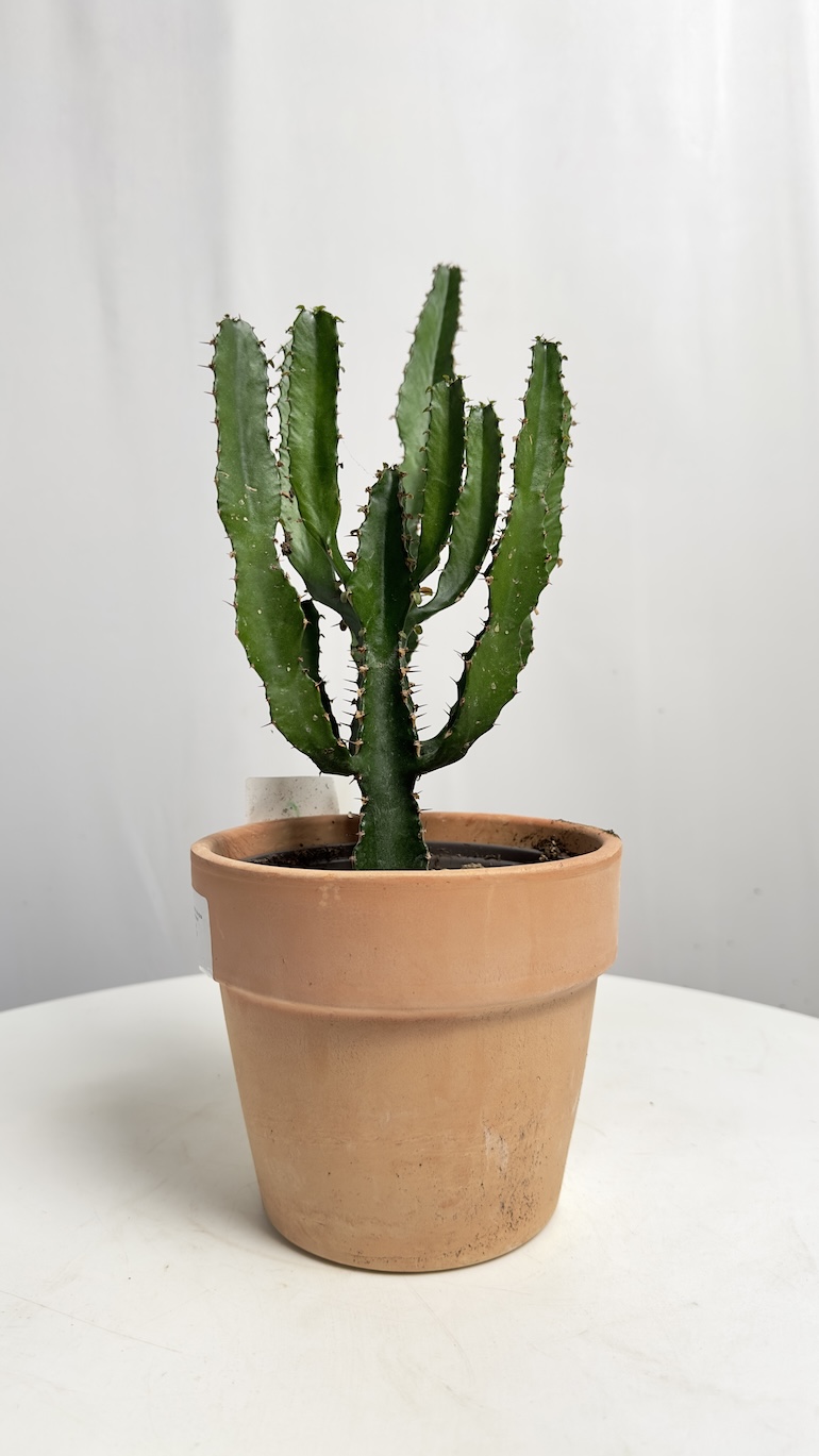 Euphorbia ingens