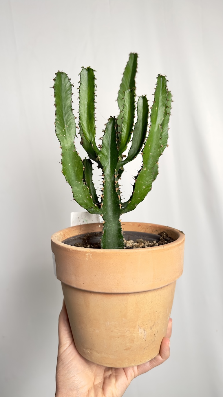 Euphorbia ingens
