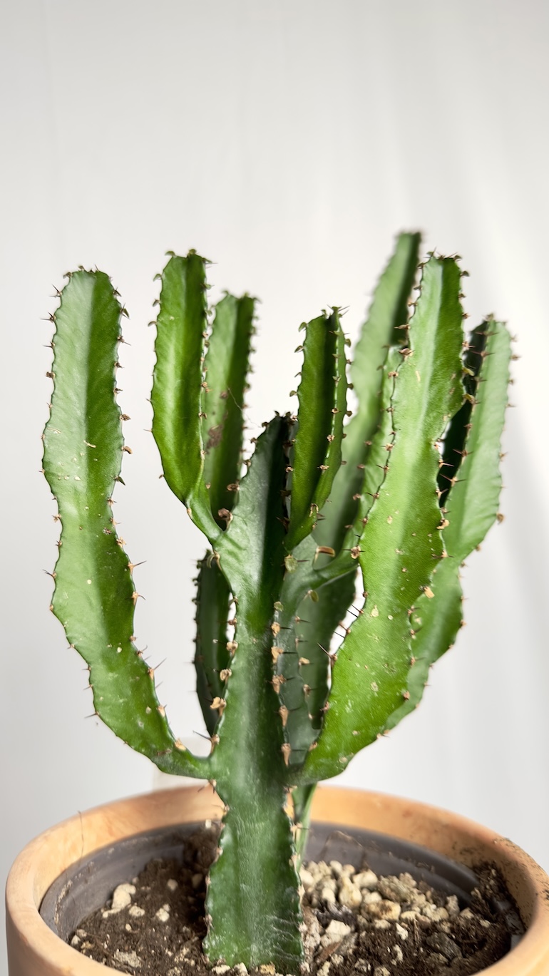 Euphorbia ingens