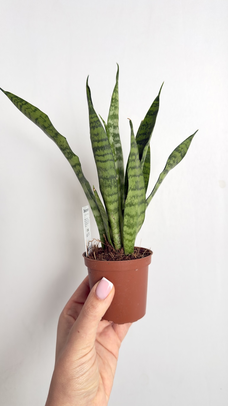 Sansevieria trifasciata Black Coral