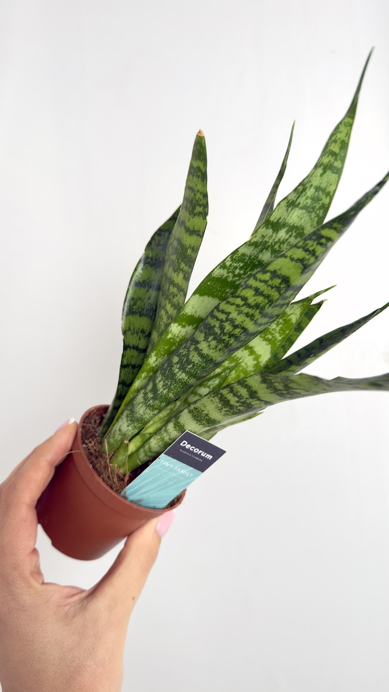 Sansevieria trifasciata Black Coral