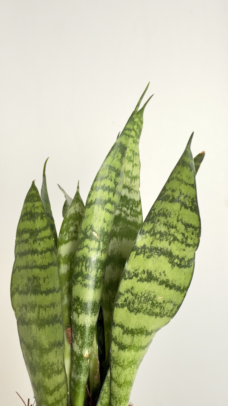 Sansevieria trifasciata Black Coral