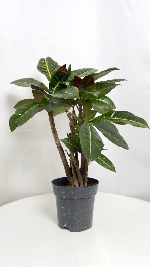 Codiaeum variegatum Aucubaefolia Adopcja