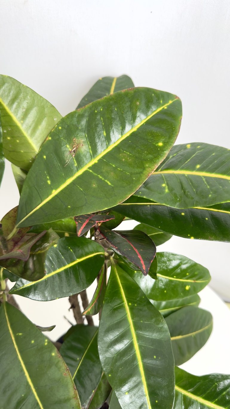 Codiaeum variegatum Aucubaefolia Adopcja