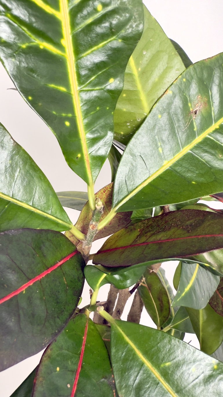 Codiaeum variegatum Aucubaefolia Adopcja