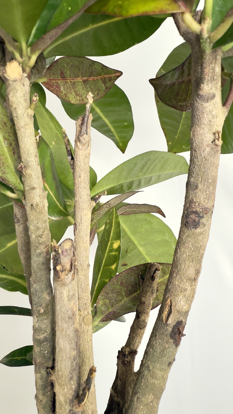 Codiaeum variegatum Aucubaefolia Adopcja