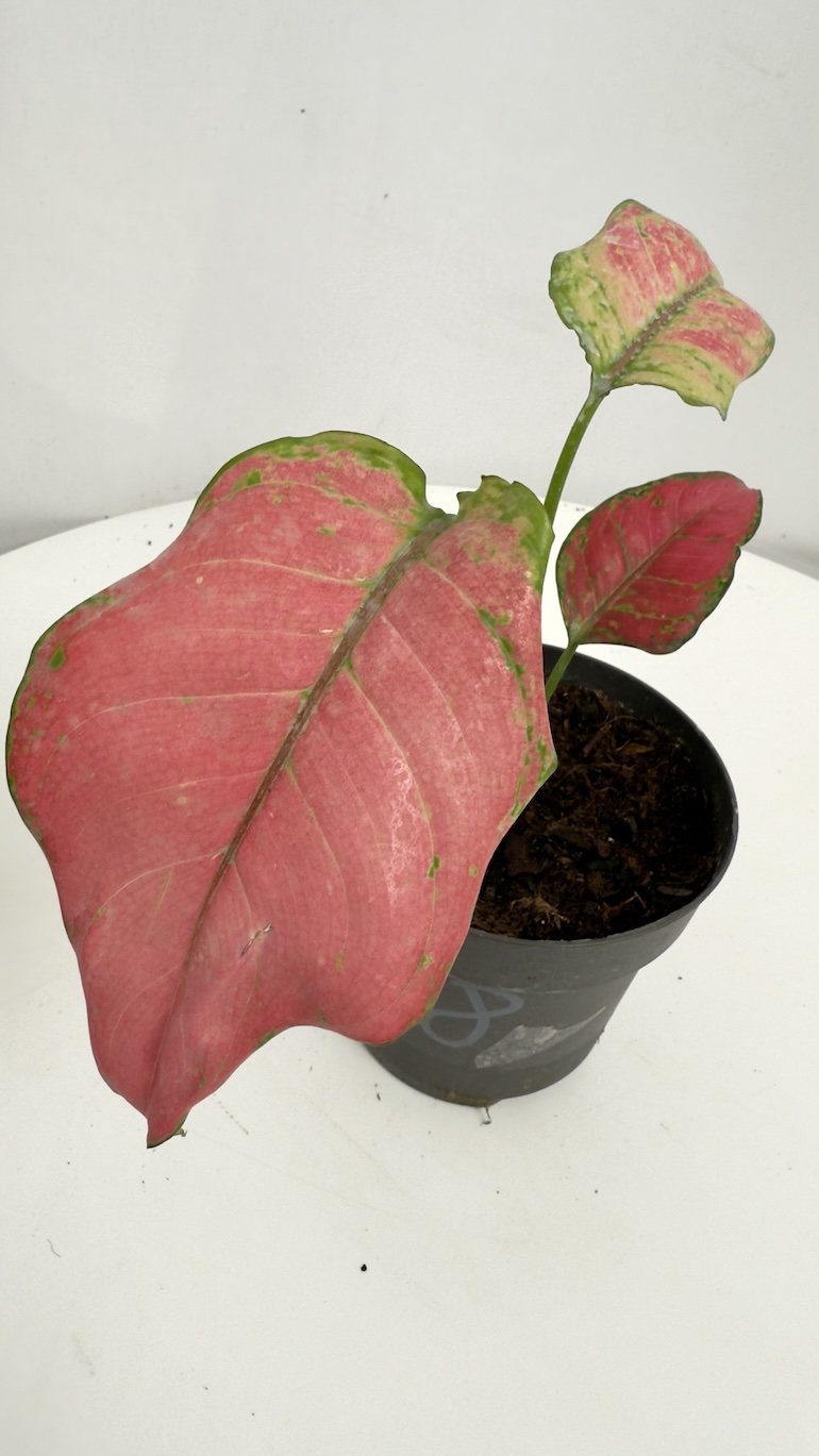Aglaonema Pink Star Adopcja