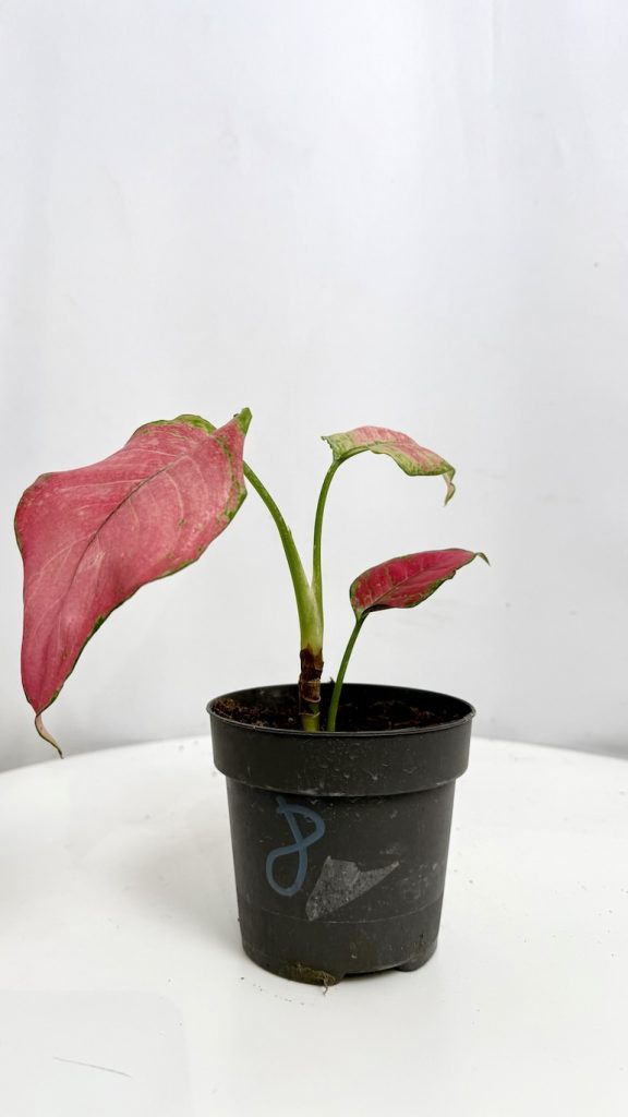 Aglaonema Pink Star Adopcja