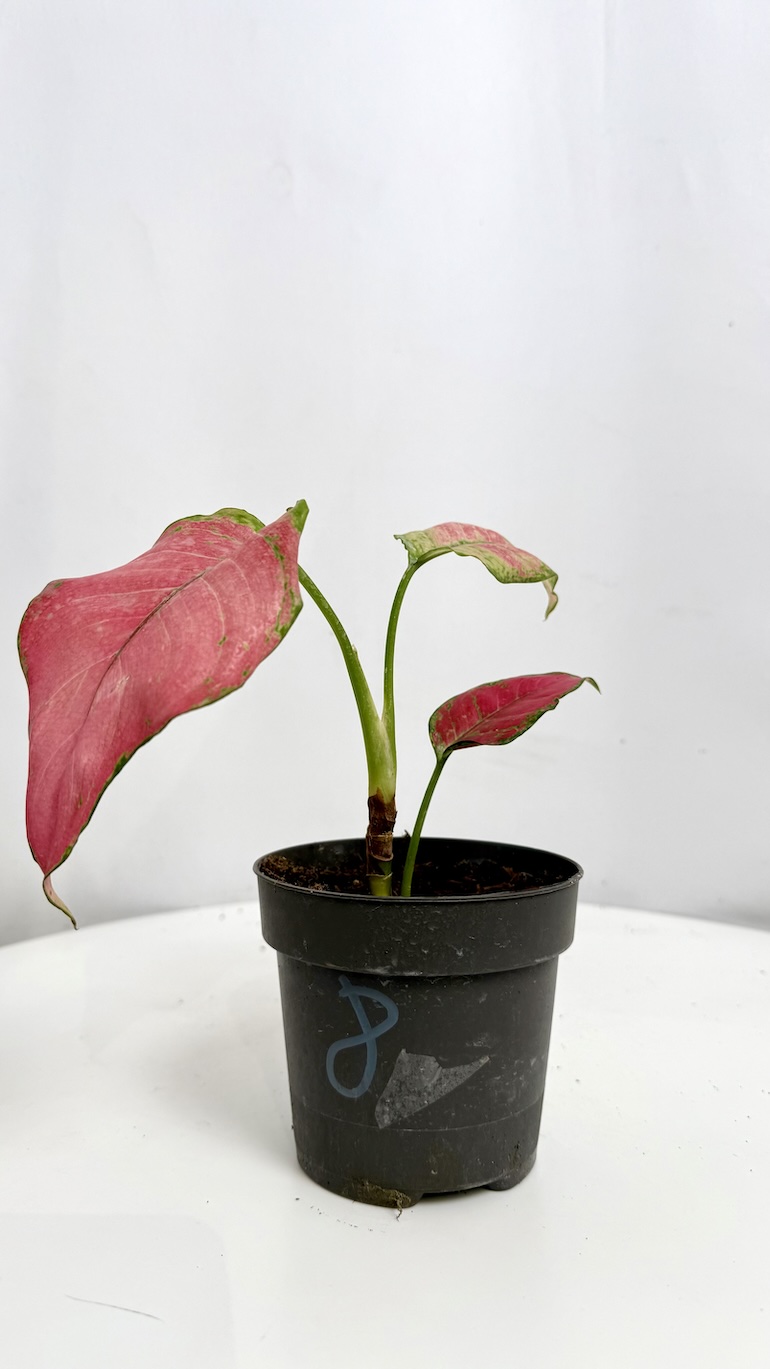 Aglaonema Pink Star Adopcja