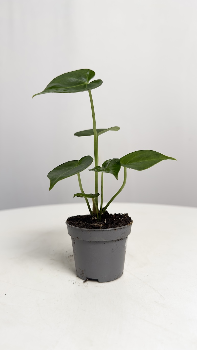 Anthurium Clarinervium