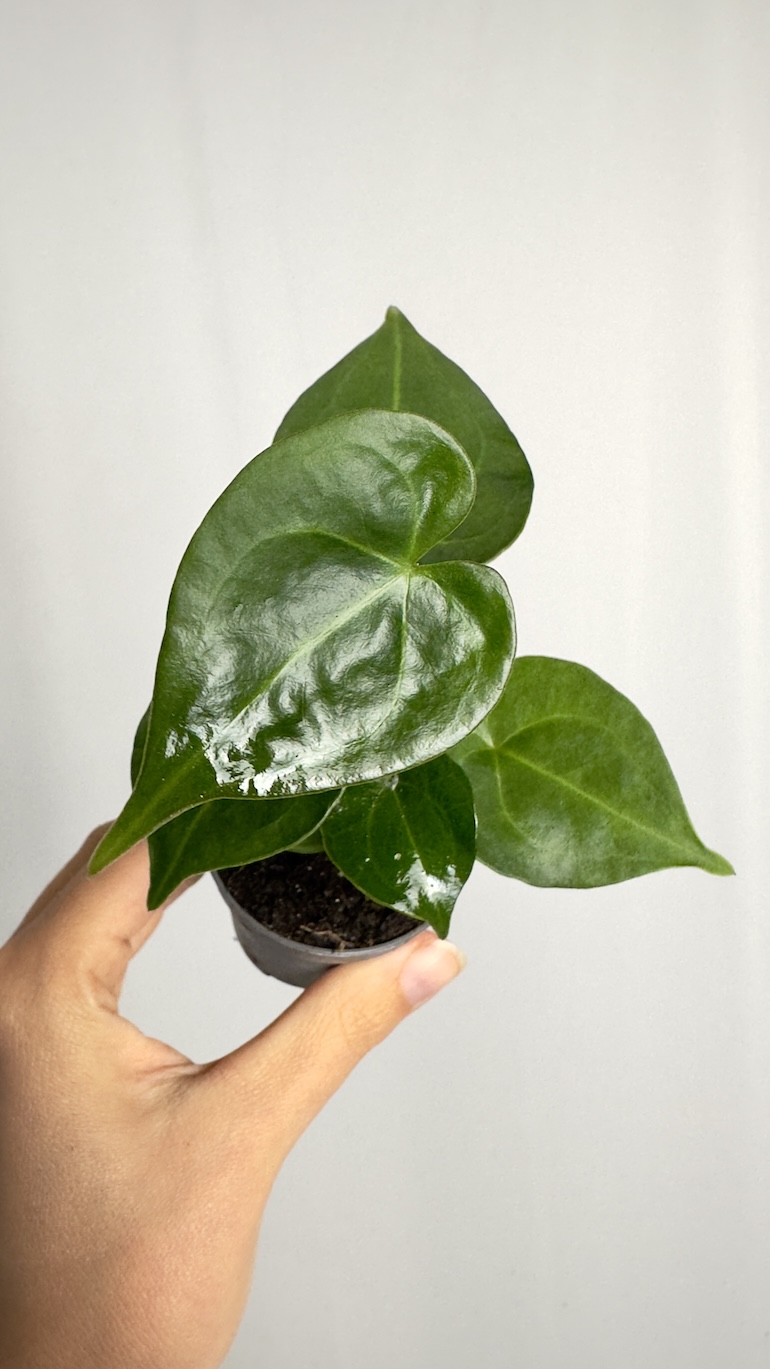 Anthurium Clarinervium