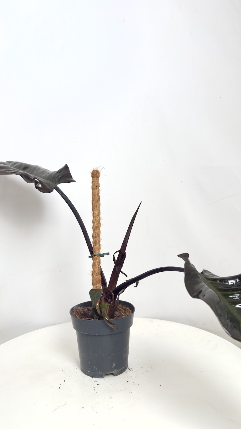 Philodendron Black Cardinal II kategorii