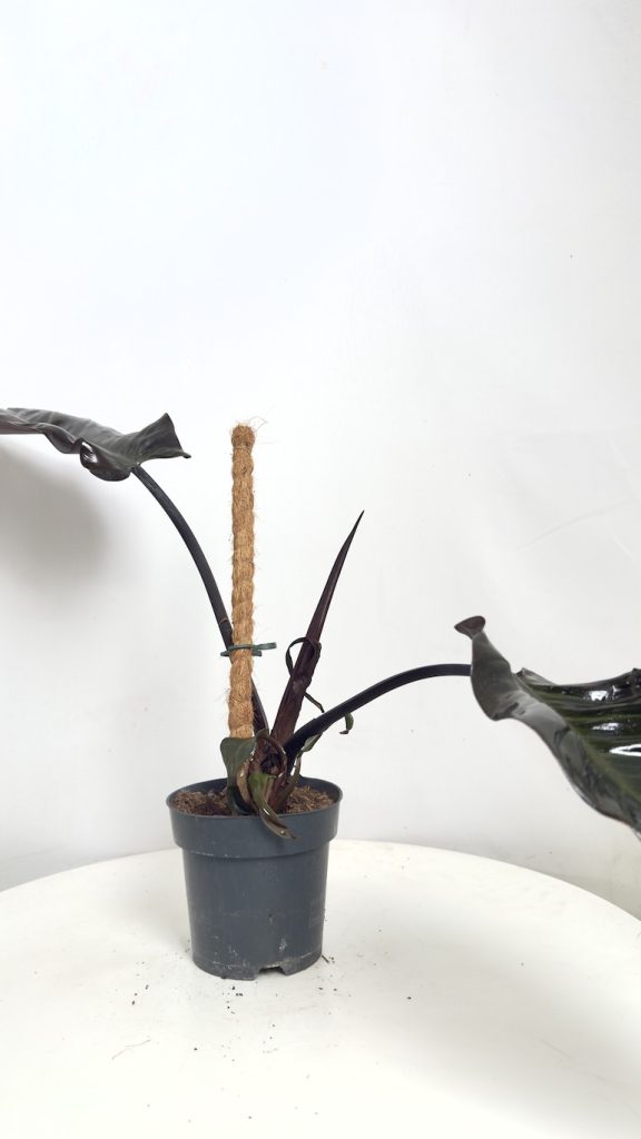 Philodendron Black Cardinal II kategorii