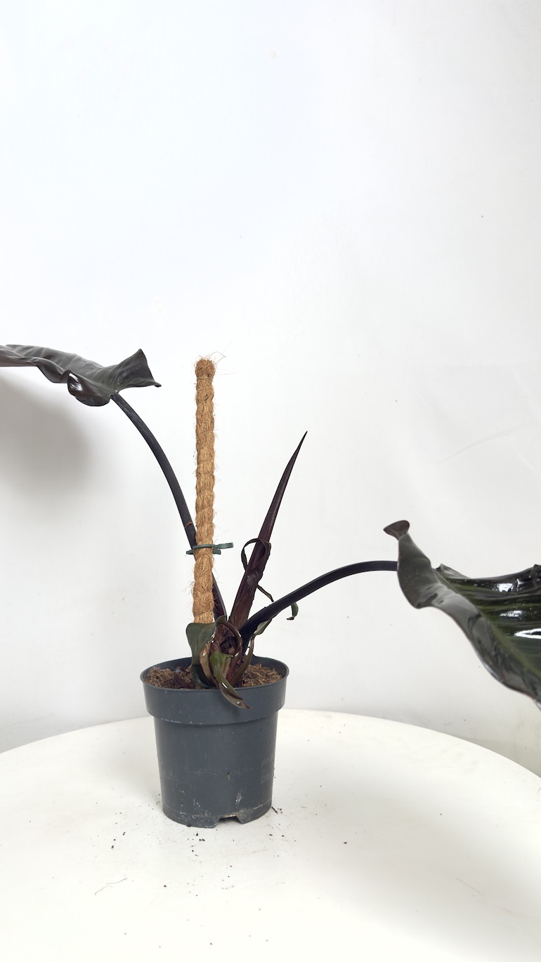 Philodendron Black Cardinal II kategorii