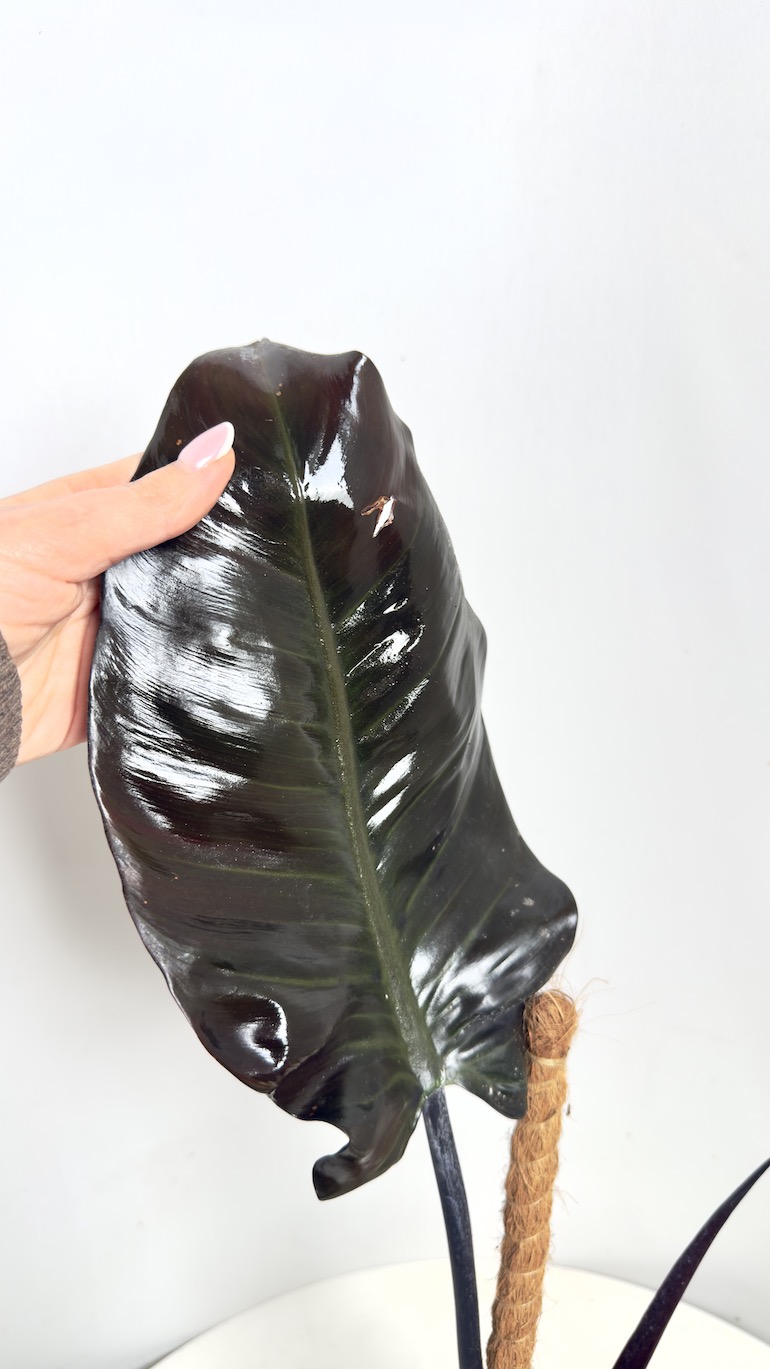 Philodendron Black Cardinal II kategorii