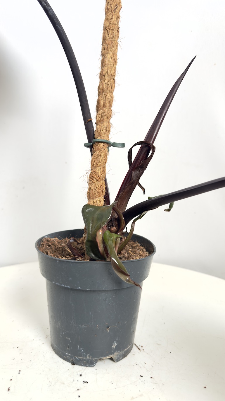 Philodendron Black Cardinal II kategorii