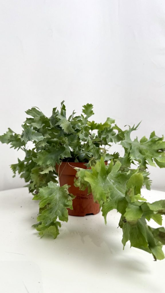 Phlebodium Aureum Davana Adopcja