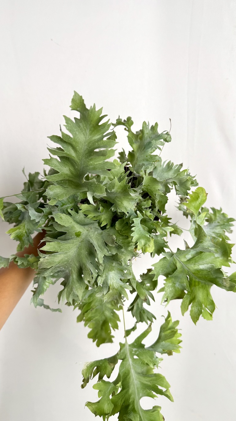 Phlebodium Aureum Davana Adopcja