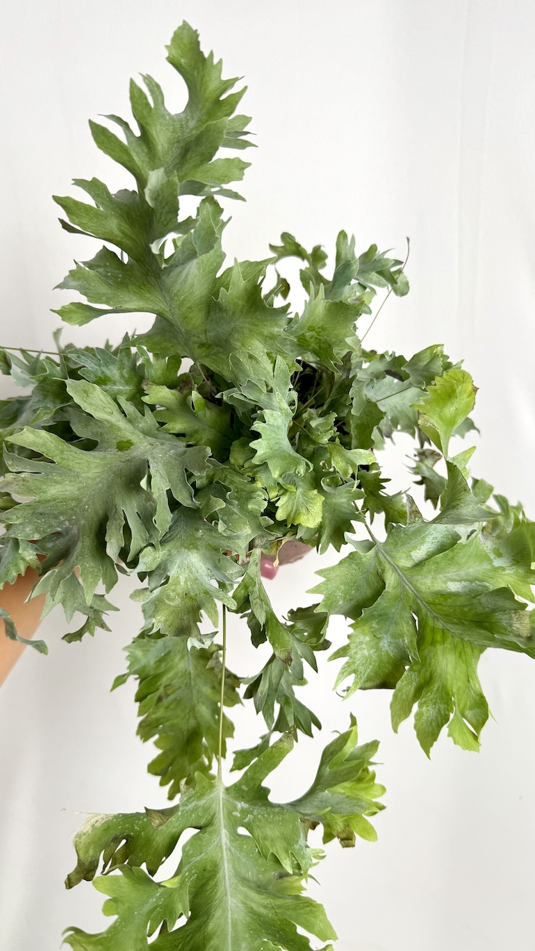 Phlebodium Aureum Davana Adopcja