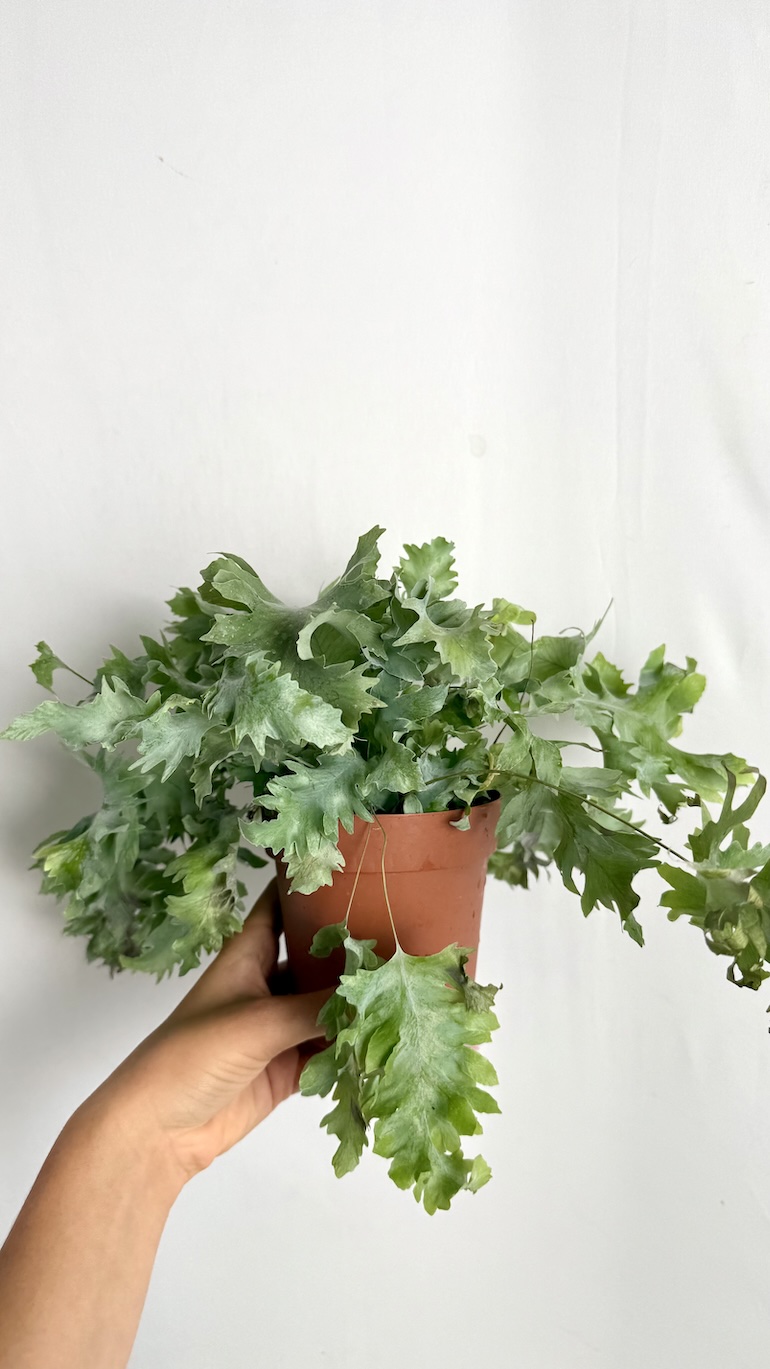 Phlebodium Aureum Davana Adopcja