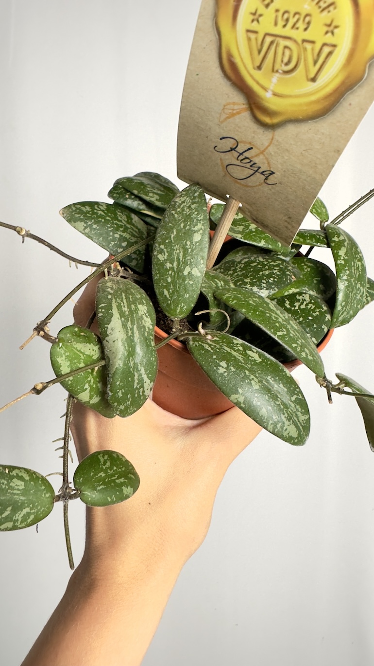 Hoya Sigitalis